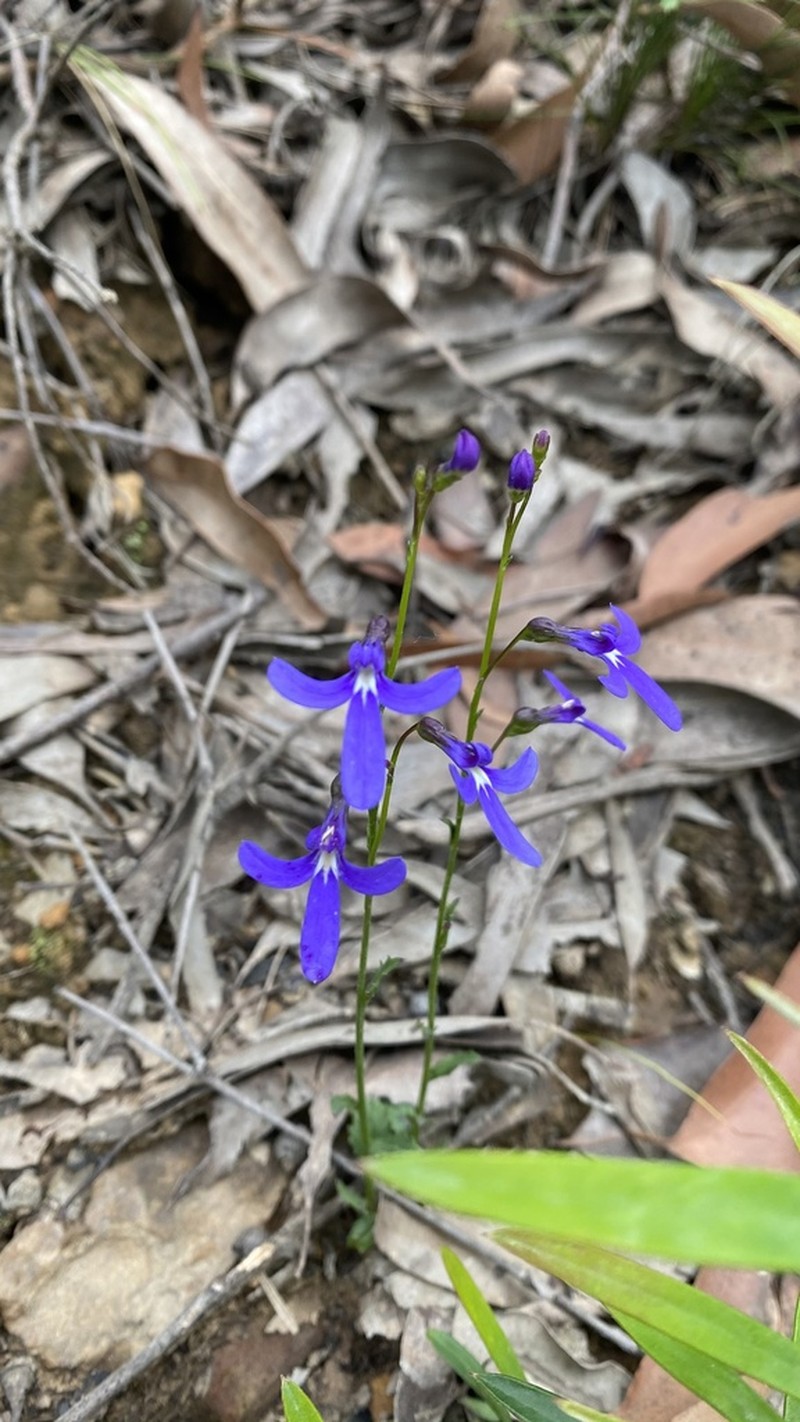 Lobelia dentata photo 2