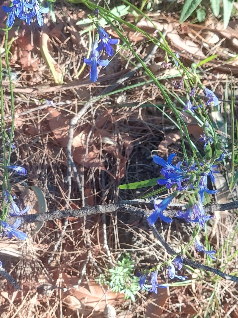Lobelia dentata photo 3