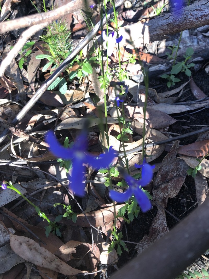 Lobelia dentata photo 4