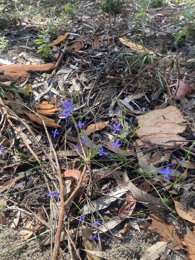Lobelia dentata photo 5