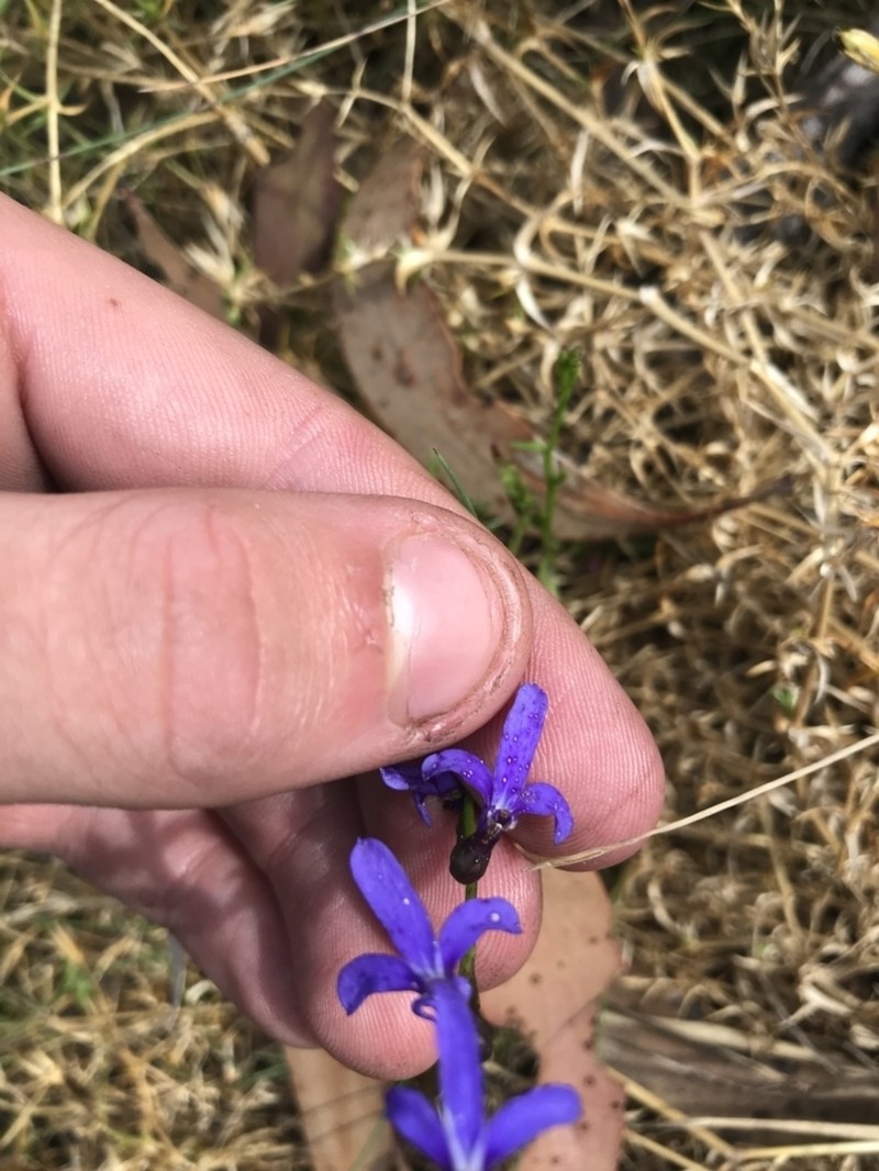 Lobelia dentata photo 6