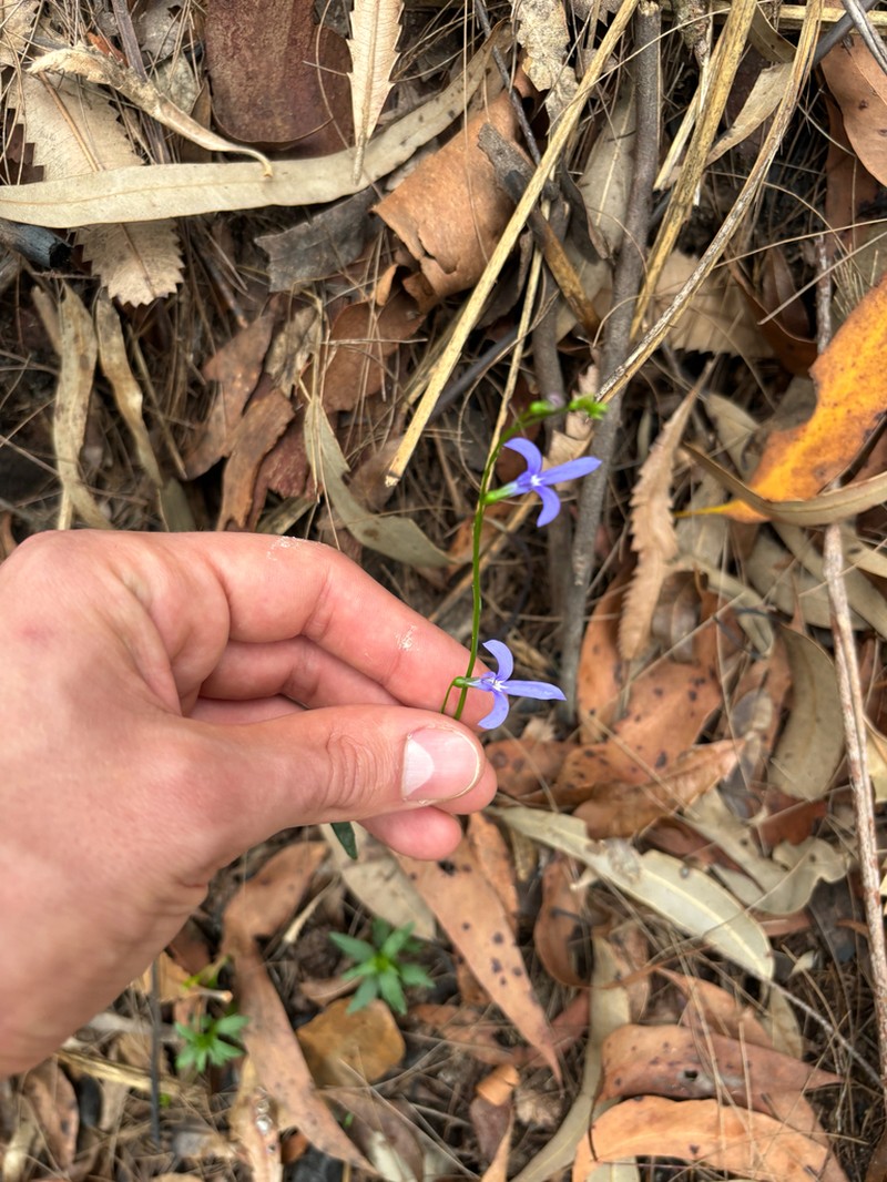 Lobelia dentata photo 7
