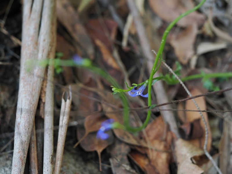 Lobelia dentata photo 8