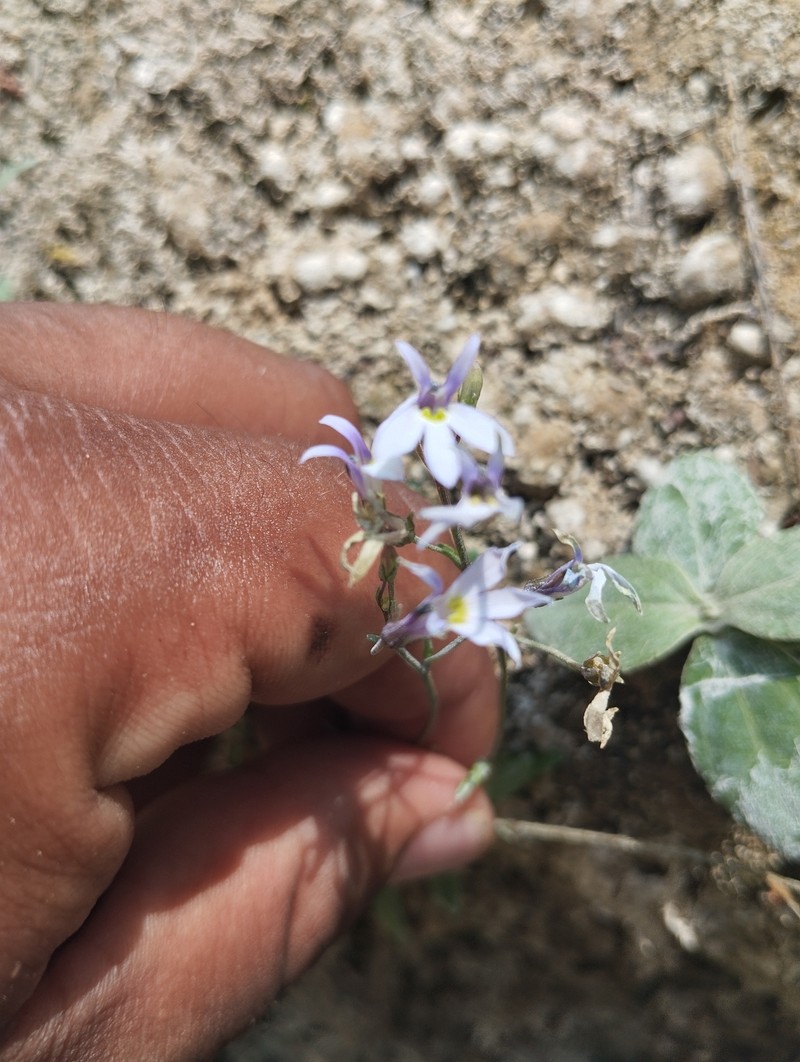 Lobelia diastateoides photo 2
