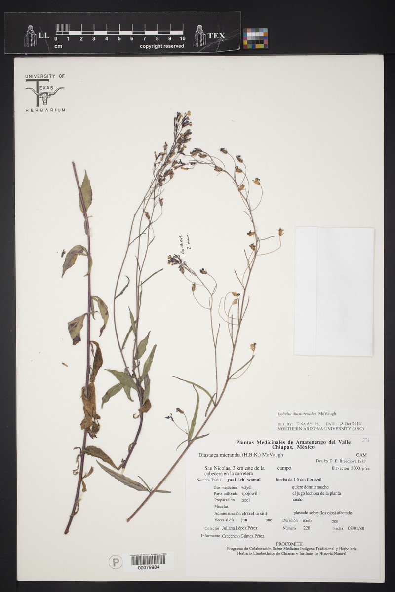 Lobelia diastateoides photo 3