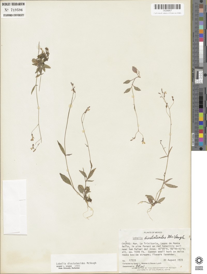 Lobelia diastateoides photo 4