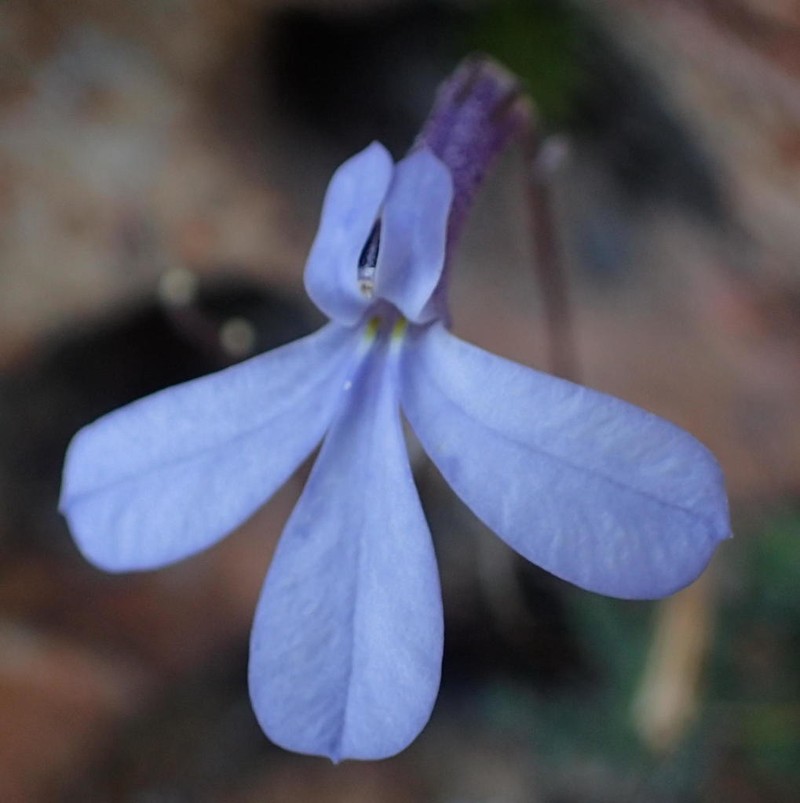 Lobelia dichroma photo 2