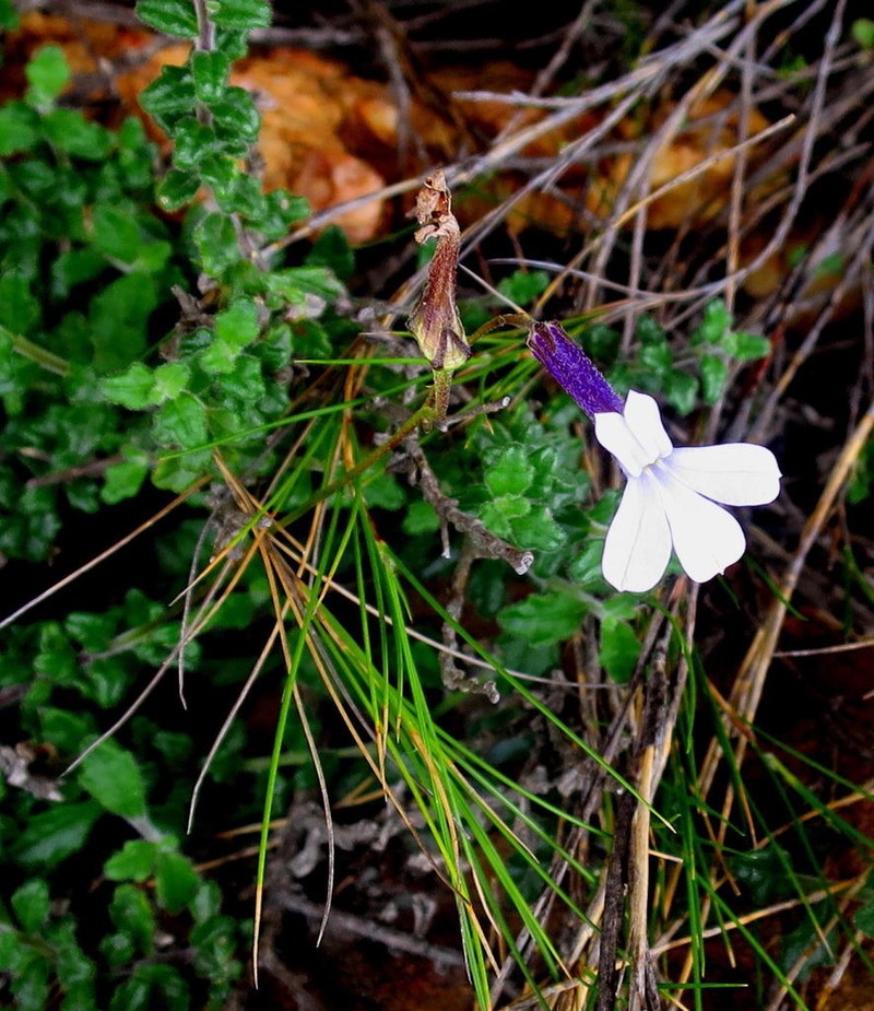 Lobelia dichroma photo 3