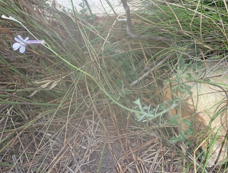 Lobelia dichroma photo 4