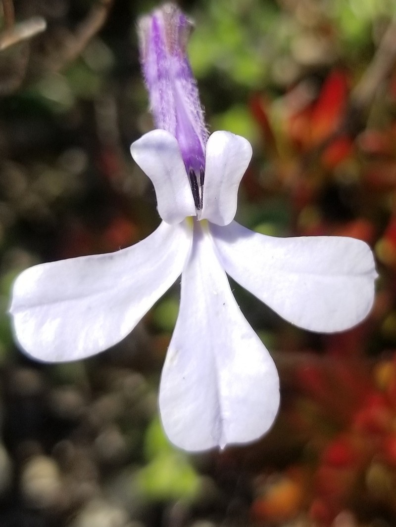 Lobelia dichroma photo 5