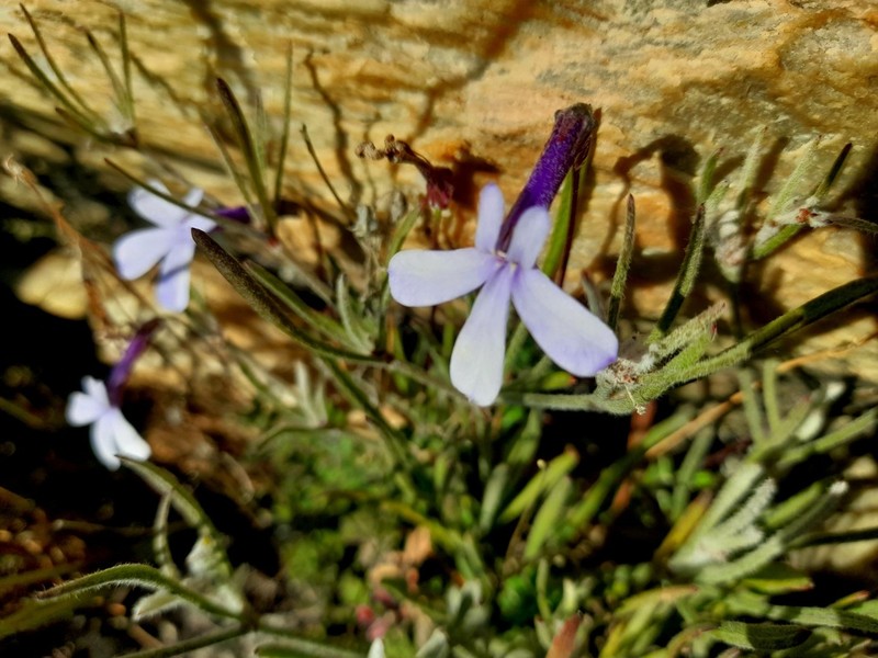 Lobelia dichroma photo 6
