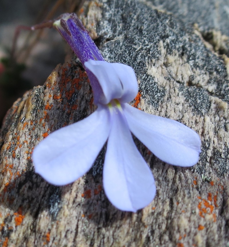 Lobelia dichroma photo 7