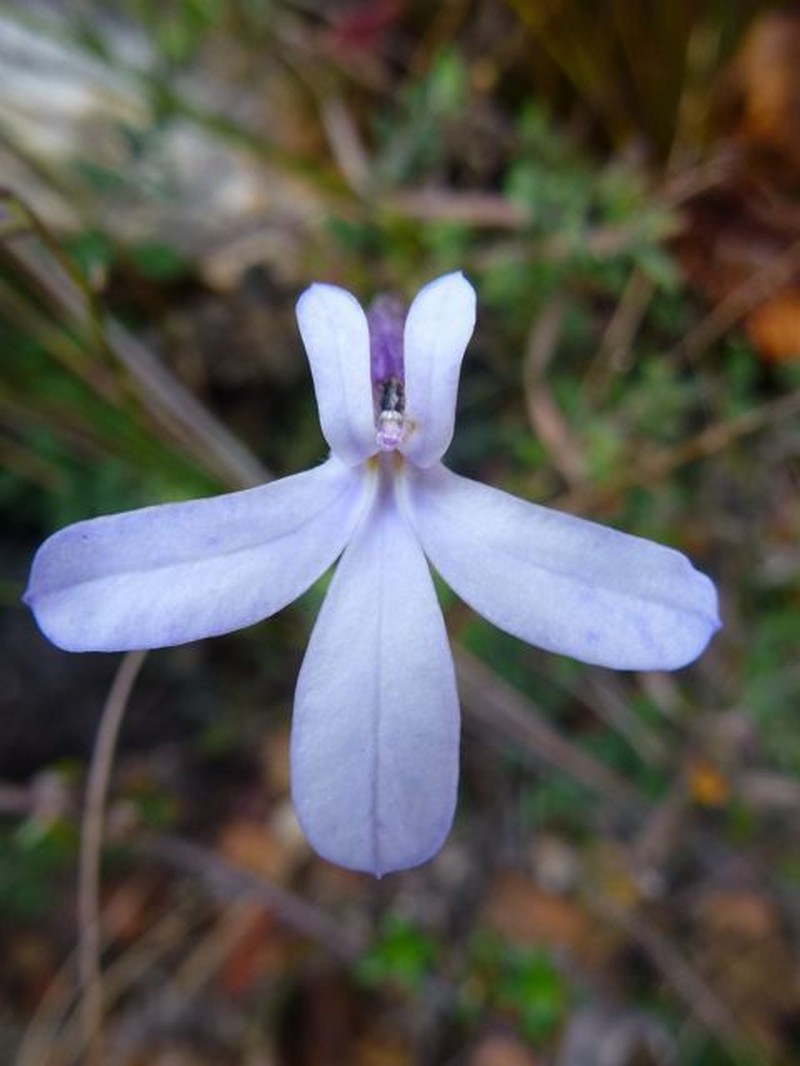 Lobelia dichroma photo 8