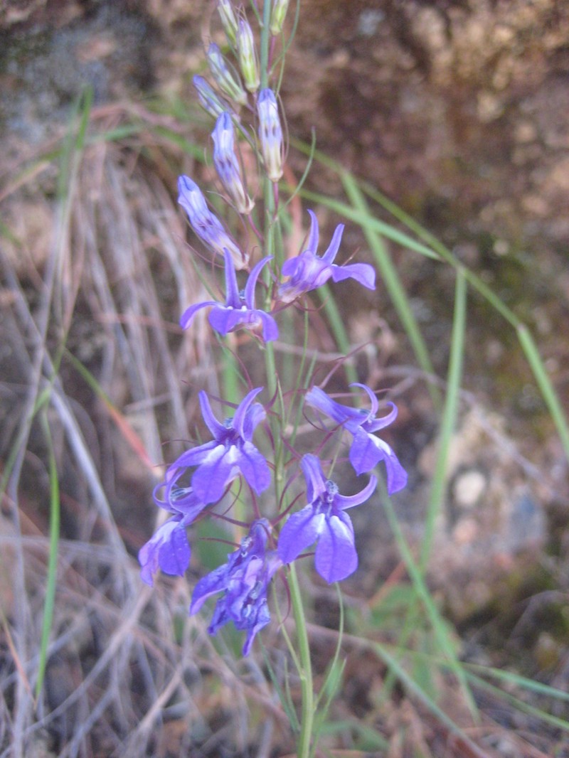 Lobelia dielsiana photo 2
