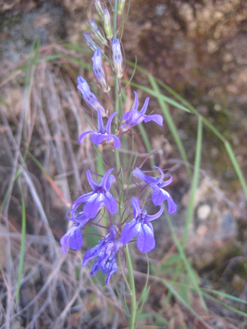 Lobelia dielsiana photo 3
