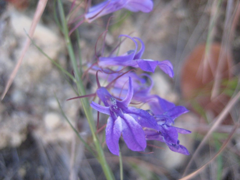 Lobelia dielsiana
