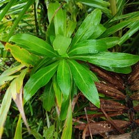 Lobelia digitalifolia