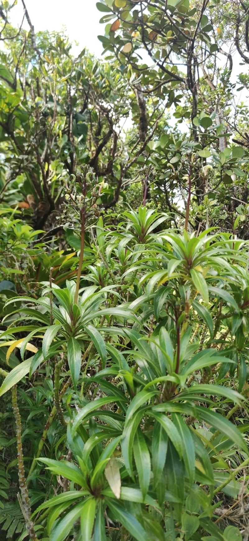Lobelia digitalifolia photo 2
