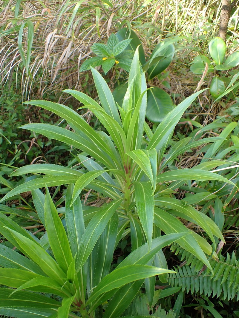 Lobelia digitalifolia photo 3
