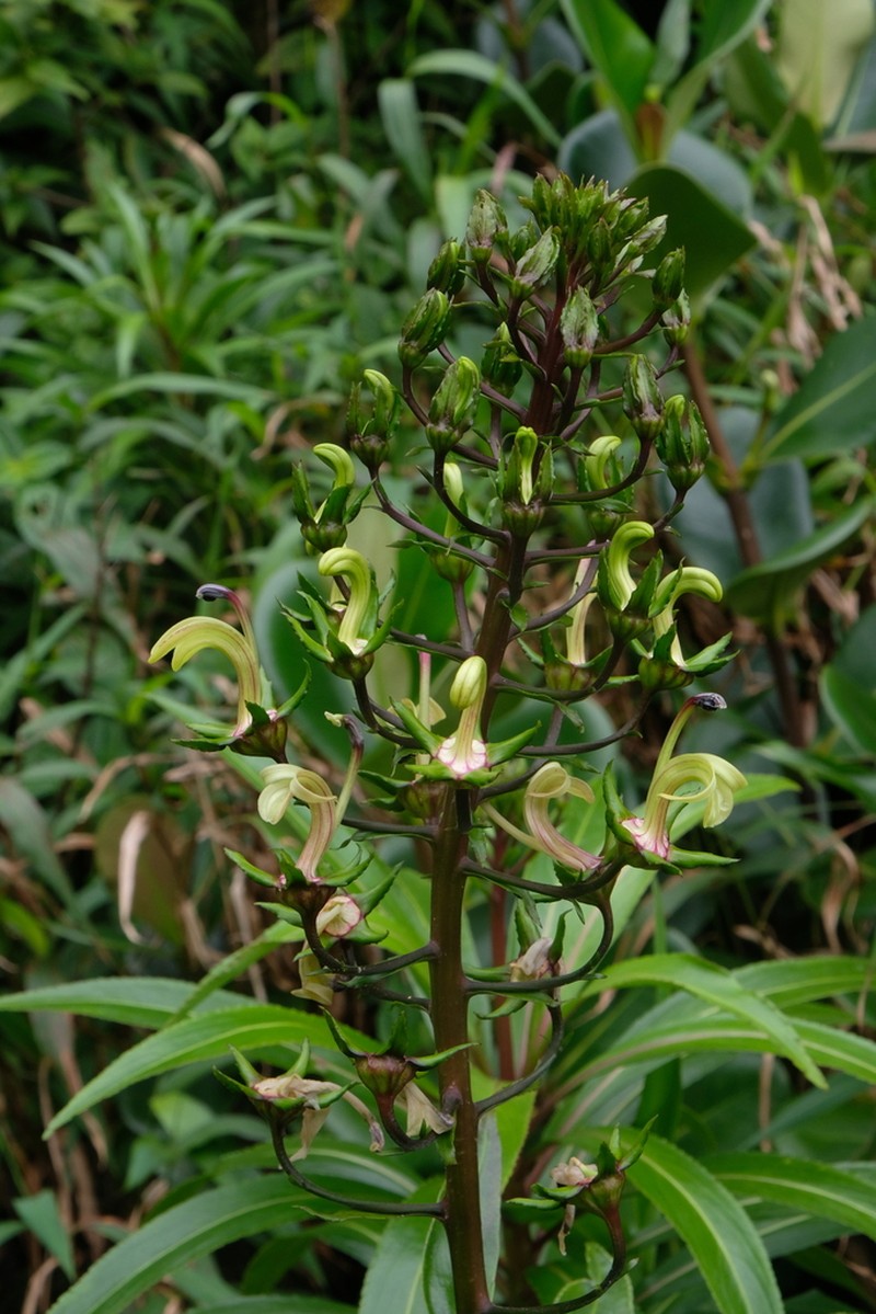Lobelia digitalifolia photo 4