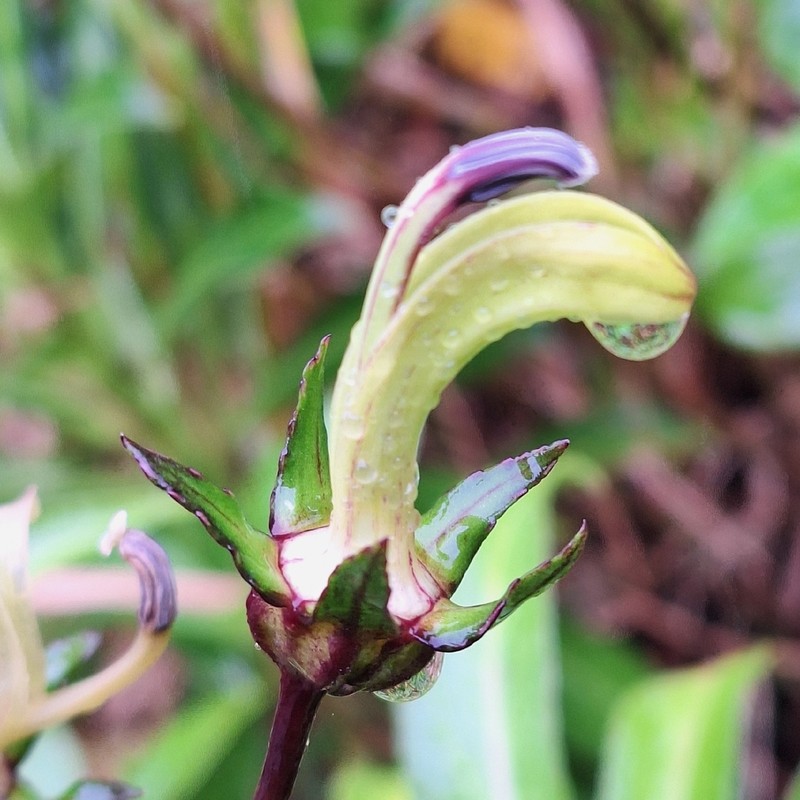 Lobelia digitalifolia photo 5