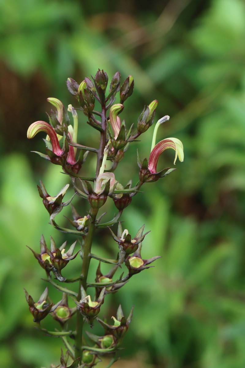 Lobelia digitalifolia photo 6