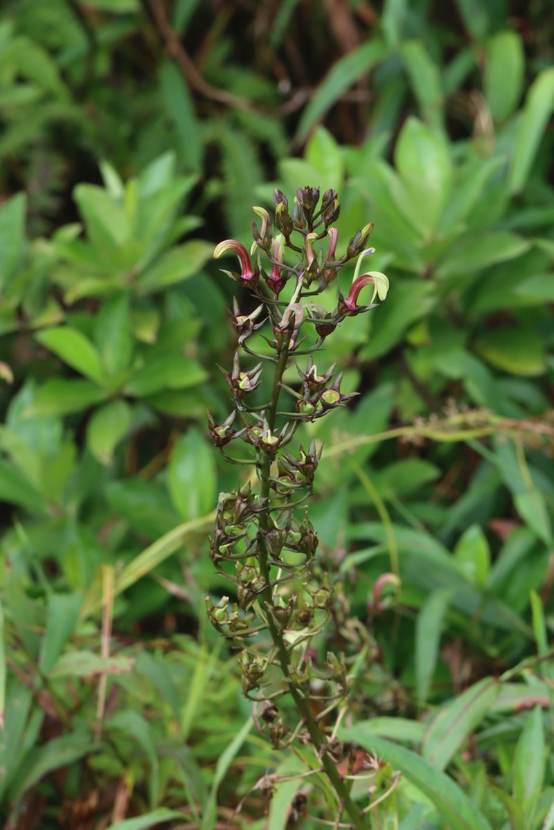 Lobelia digitalifolia photo 7