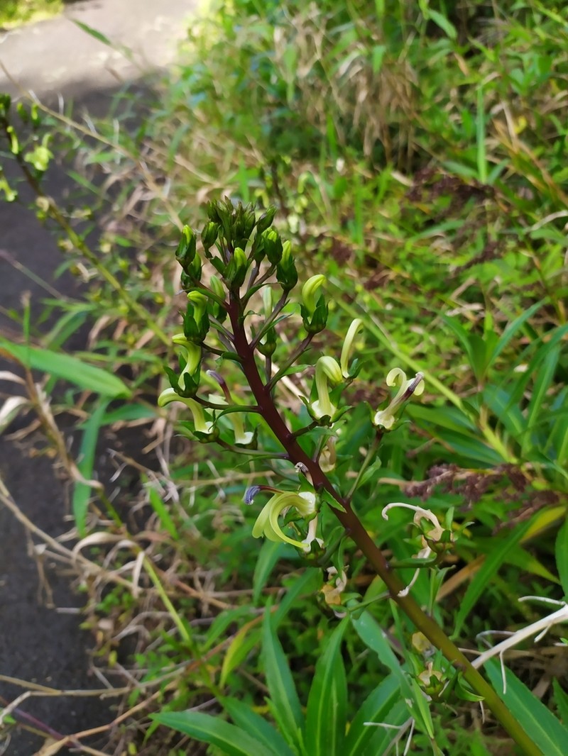 Lobelia digitalifolia photo 8