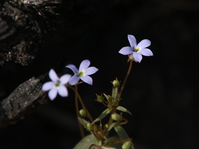 Lobelia dioica