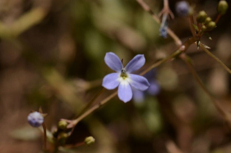 Lobelia dioica photo 3