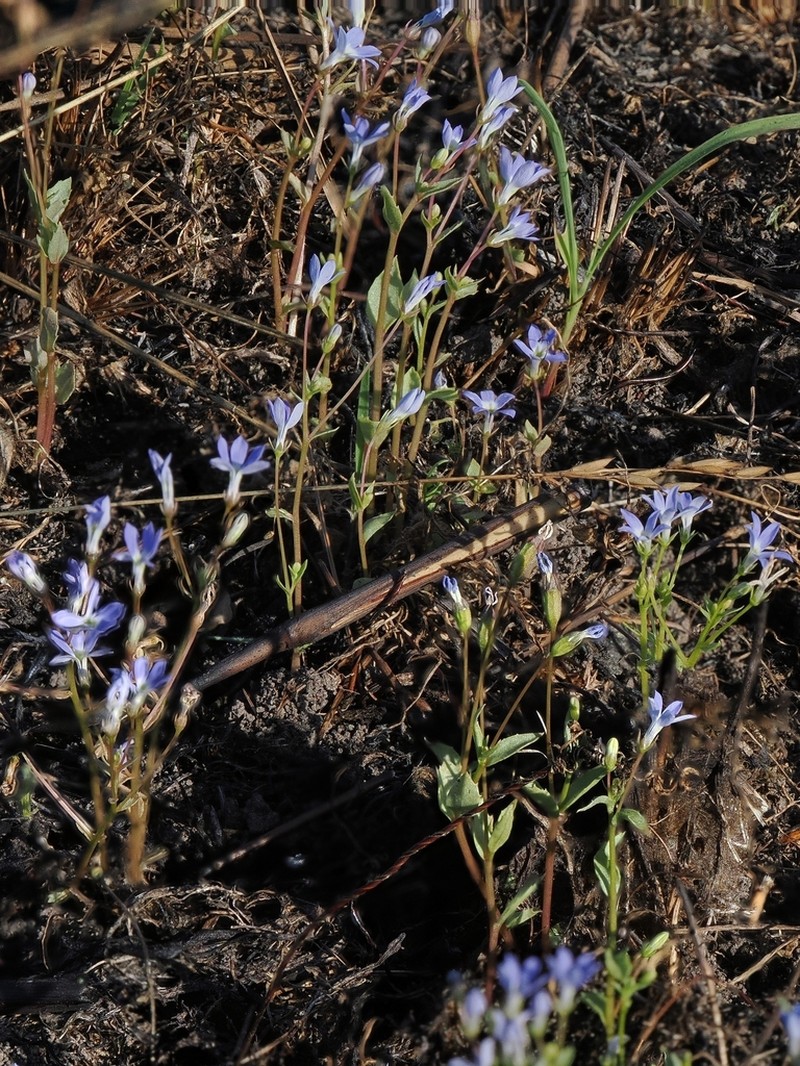 Lobelia dioica photo 4