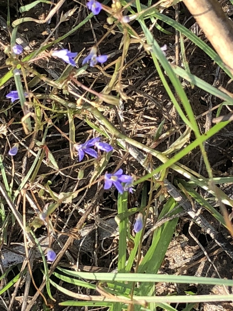 Lobelia dioica photo 5