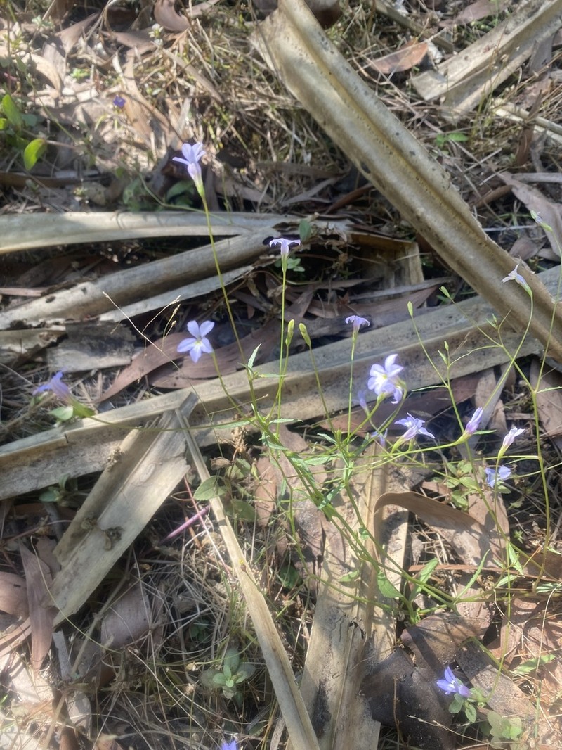 Lobelia dioica photo 6