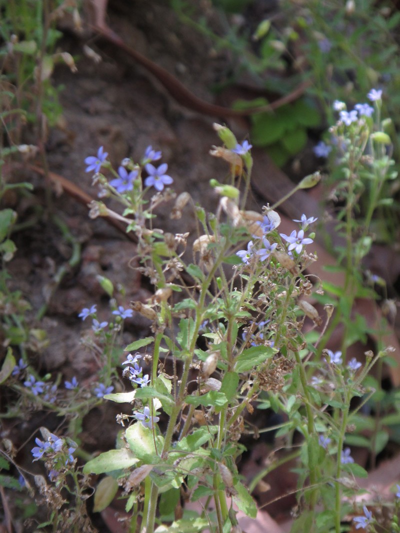 Lobelia dioica photo 7