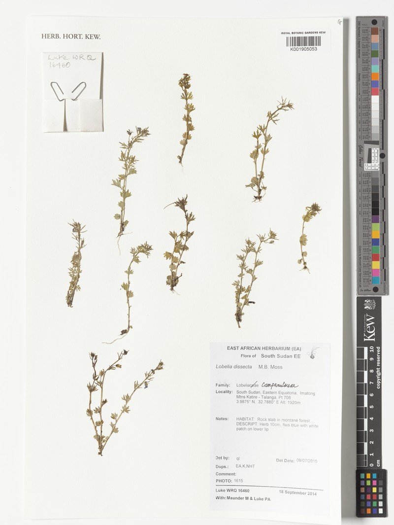 Lobelia dissecta