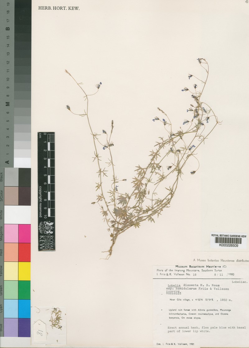 Lobelia dissecta photo 2