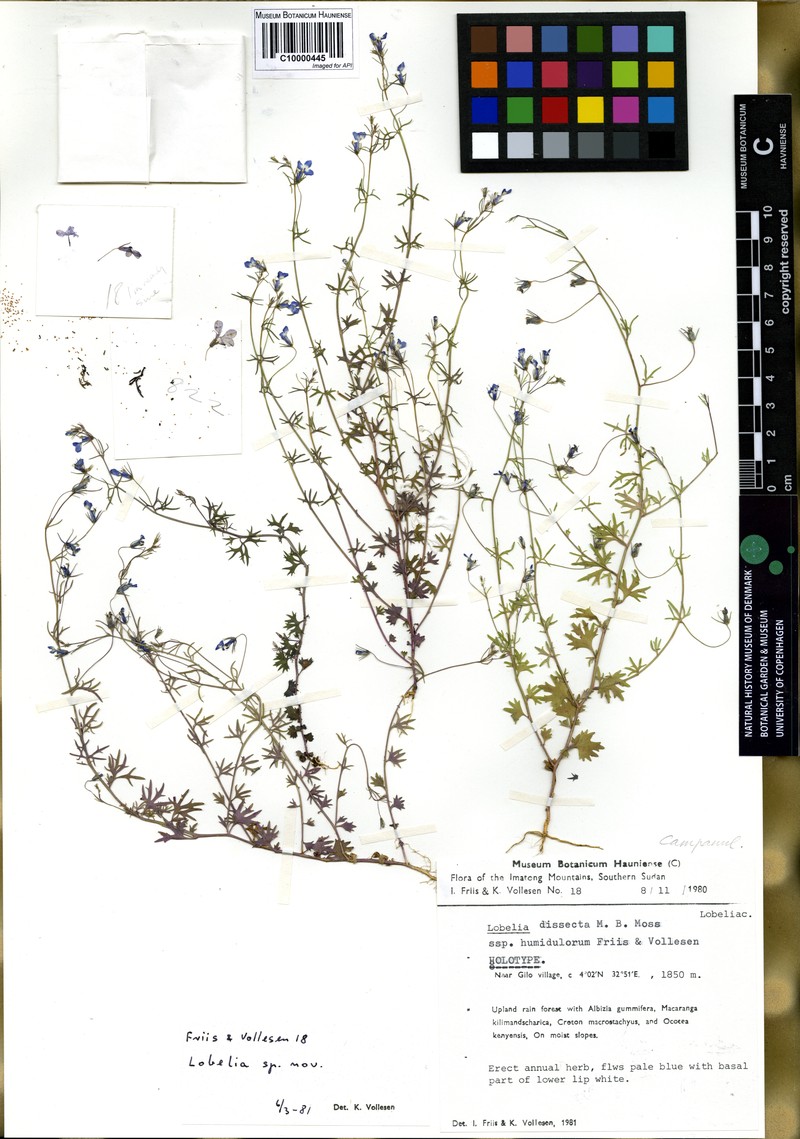 Lobelia dissecta photo 3