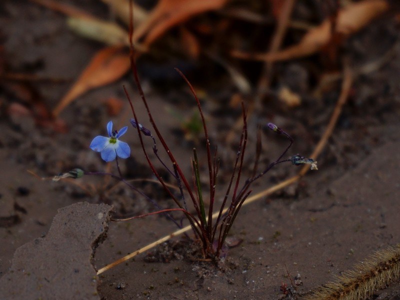 Lobelia divaricata