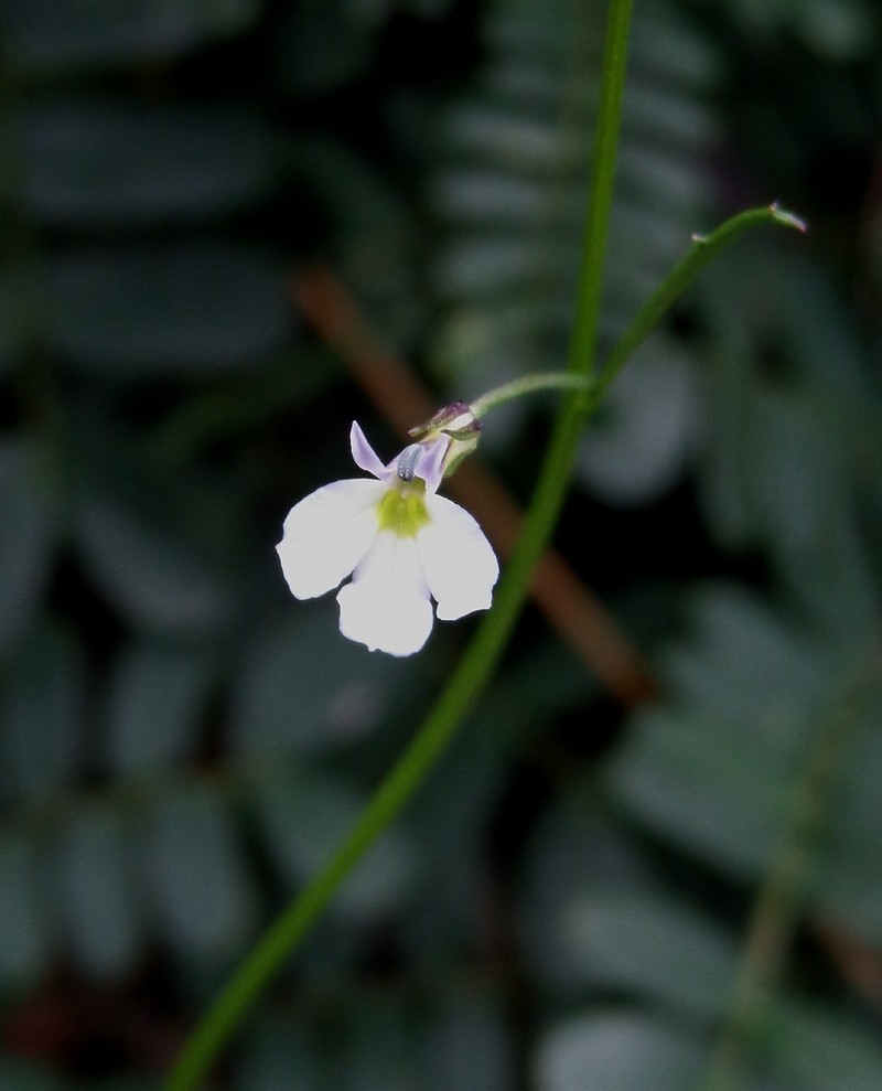 Lobelia divaricata photo 2