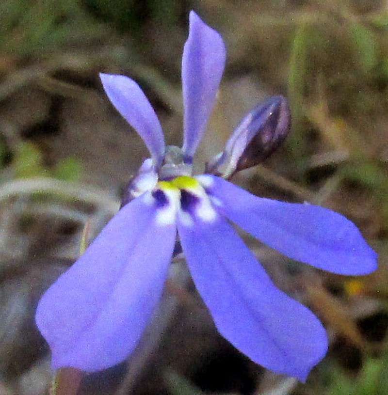 Lobelia divaricata photo 3