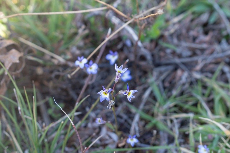 Lobelia divaricata photo 4