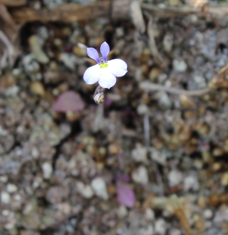 Lobelia divaricata photo 5