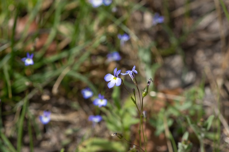 Lobelia divaricata photo 6