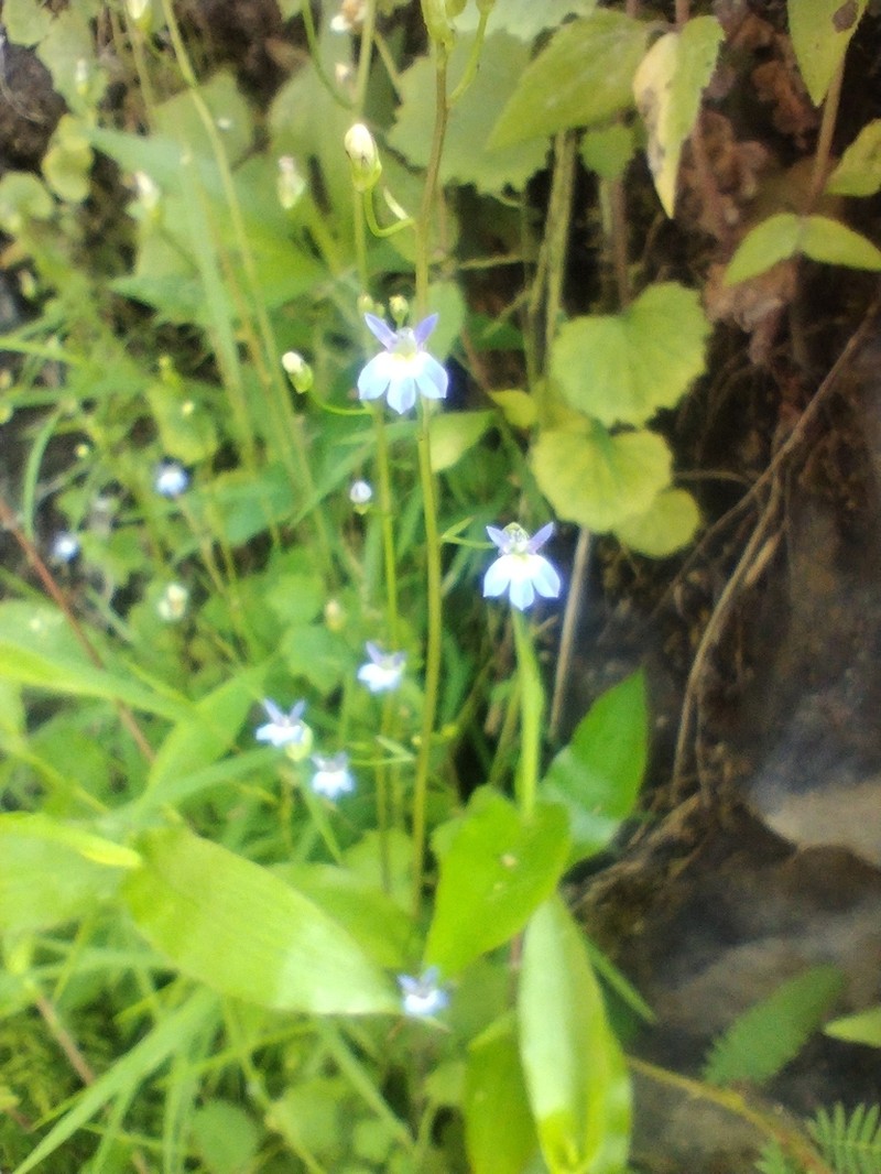 Lobelia divaricata photo 7