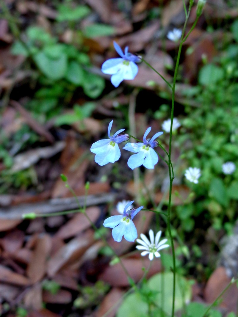 Lobelia divaricata photo 8