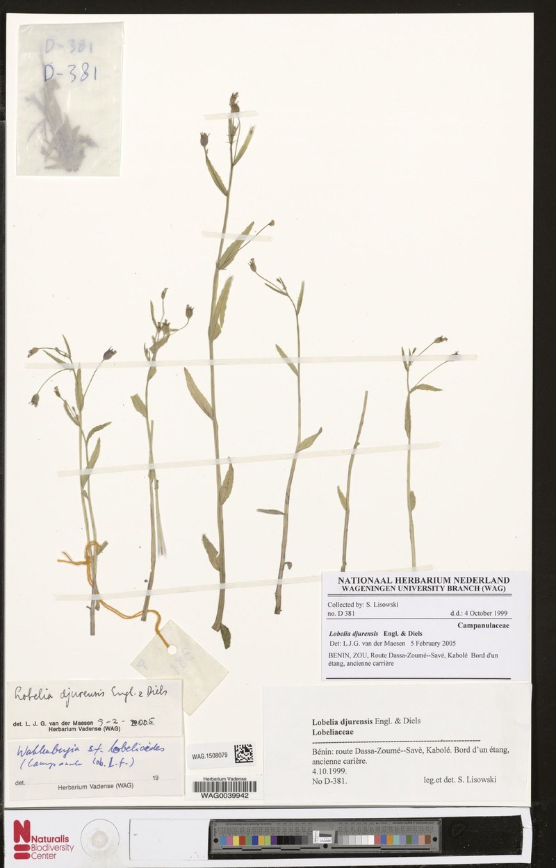 Lobelia djurensis