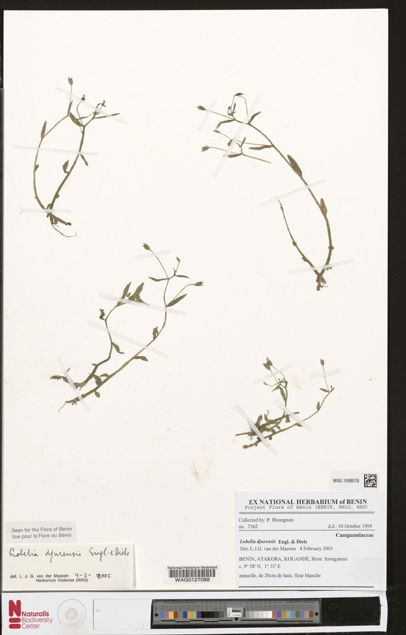 Lobelia djurensis photo 2