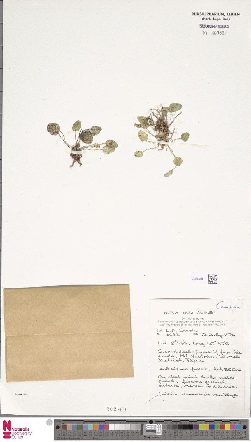 Lobelia donanensis