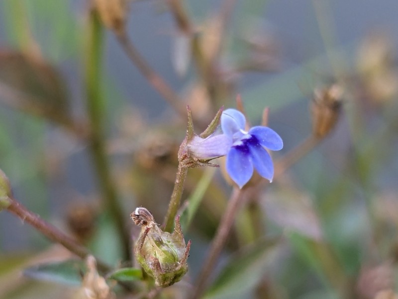 Lobelia dopatrioides