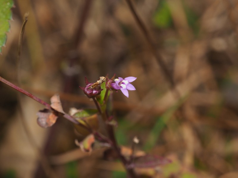 Lobelia dopatrioides photo 2